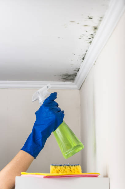 Why You Should Choose Our Mold Remediation Services in Williston Highlands, FL